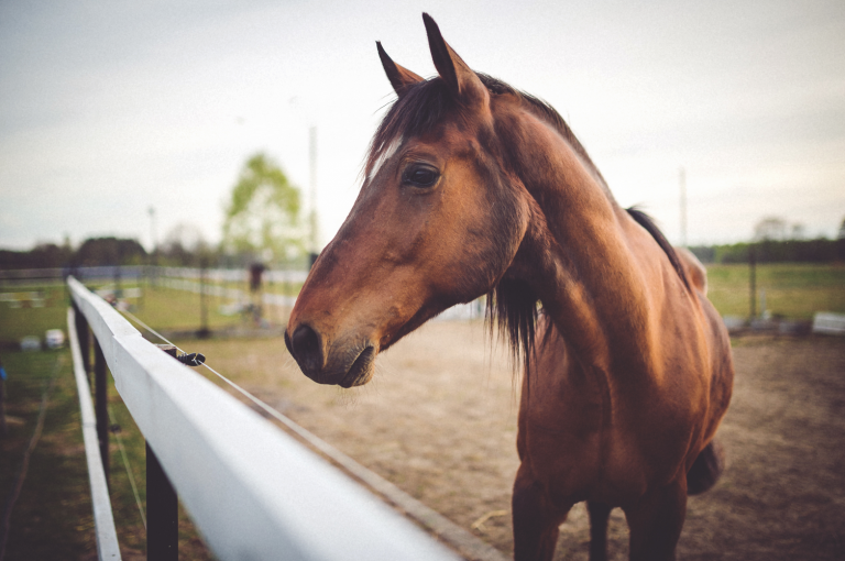 Hippotherapy